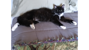 Lost Pet: Timmy