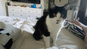 Lost Pet: Kitty