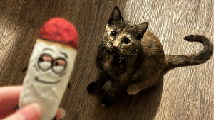 Lost Pet: Tortellini
