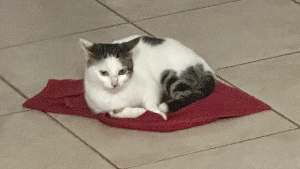 Lost Pet: Sadie