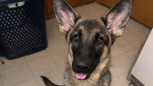 Lost Pet: Jax