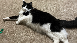 Lost Pet: Beans