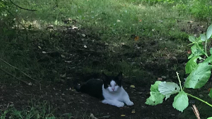 Lost Pet: Rose