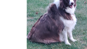 Lost Pet: Daisy