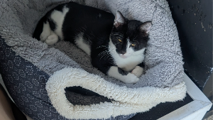Lost Pet: Ari