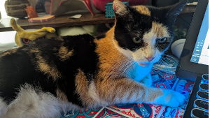 Lost Pet: Gaia
