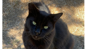Lost Pet: Ciro
