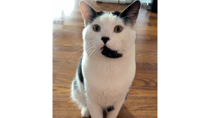 Lost Pet: Simo