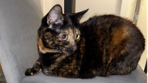 Lost Pet: Berry