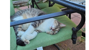 Lost Pet: Binx