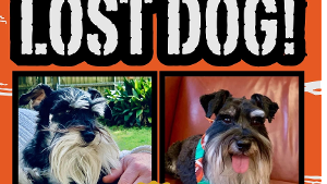 Lost Pet: FRITZ