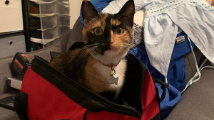 Lost Pet: Daisy Mae Rogers