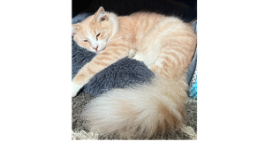 Lost Pet: Pumpkin