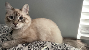 Lost Pet: Bucky