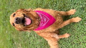 Lost Pet: Sweetie