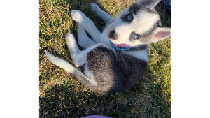 Lost Pet: Kavika
