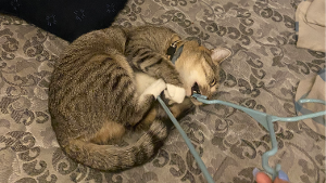 Lost Pet: MJ