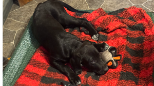Lost Pet: Tombo