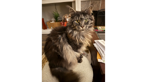 Lost Pet: Dusty