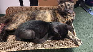 Lost Pet: Maggie