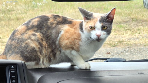 Lost Pet: Rue