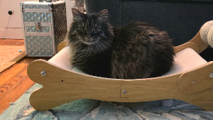 Lost Pet: Trouble