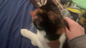 Lost Pet: lilly