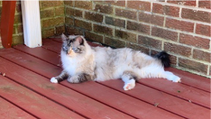 Lost Pet: Vivien