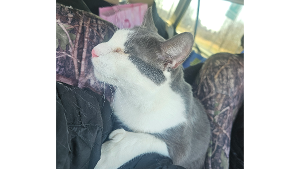 Lost Pet: Prince 100% Blind