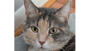 Lost Pet: Beetlejuice