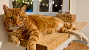 Lost Pet: Nacho
