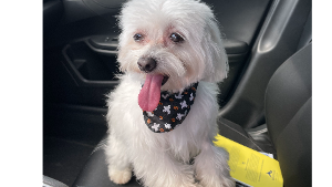 Lost Pet: Sophie
