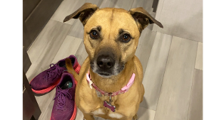 Lost Pet: Molly