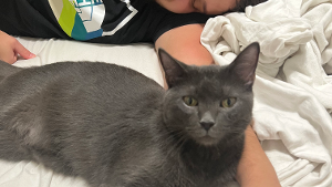 Lost Pet: Iroh