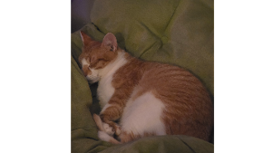 Lost Pet: Apollo