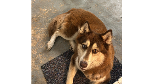 Lost Pet: Jackie