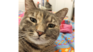 Lost Pet: Nevada Firebird