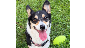 Lost Pet: Babs Lavery