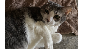 Lost Pet: Sailor