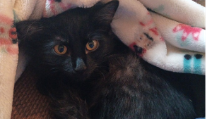 Lost Pet: Lazarus