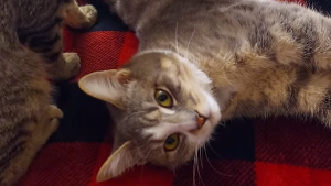 Lost Pet: Ashley
