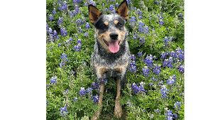 Lost Pet: Cassie