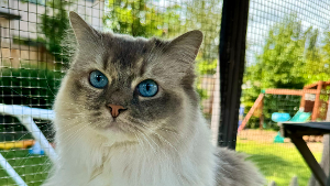 Lost Pet: Luna