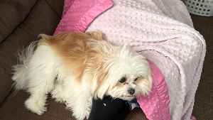 Lost Pet: Oliver