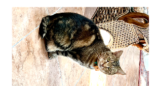 Lost Pet: Nutsy