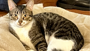 Lost Pet: Sox
