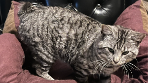 Lost Pet: Rambo
