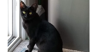 Lost Pet: Sable
