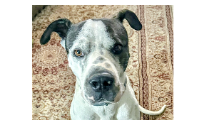 Lost Pet: Adonis