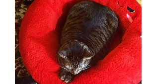 Lost Pet: Jojo